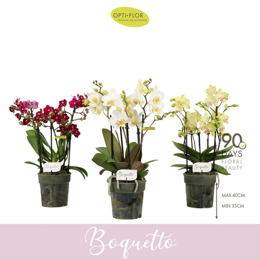 Phalaenopsis Boquetto mix 35cm 12cm Pot
