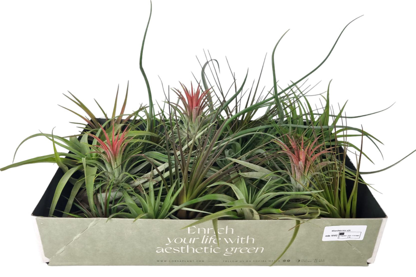 Tillandsia ionantha 8cm 7cm Pot