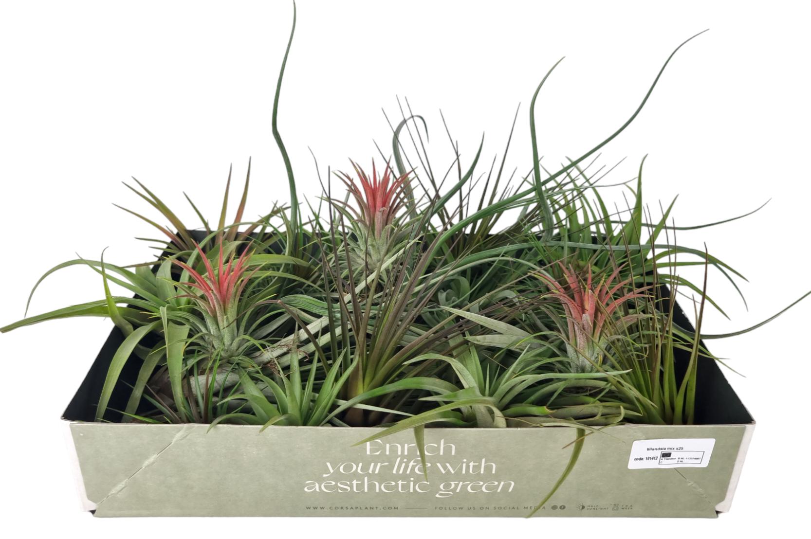 Tillandsia ionantha 8cm 7cm Pot