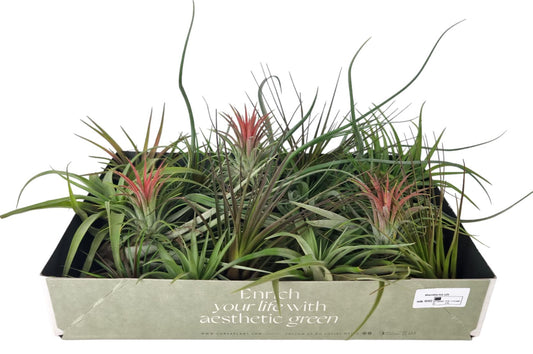 Tillandsia mix 8cm 7cm Pot