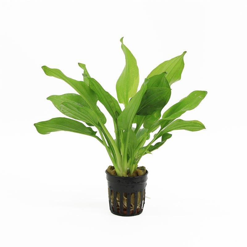 Echinodorus magdalenensis 10cm 5cm Pot