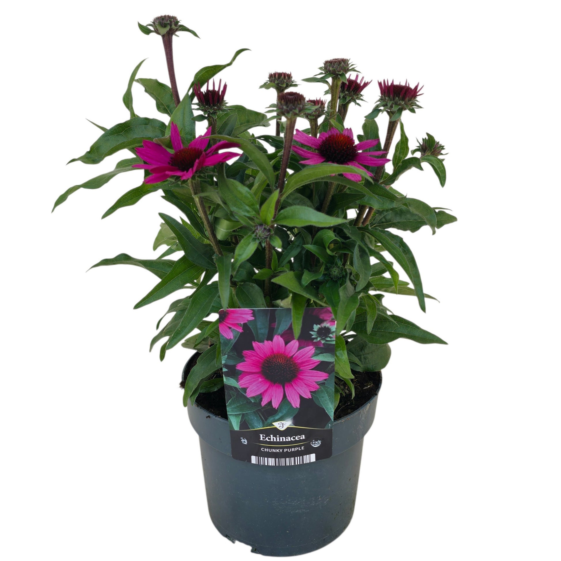 Echinacea Chunky Purple 40cm 17cm Pot