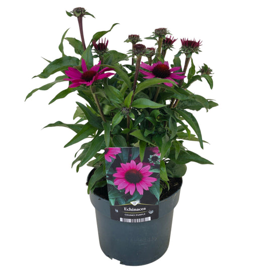 Echinacea pur. Chunky Purple 40cm 17cm Pot