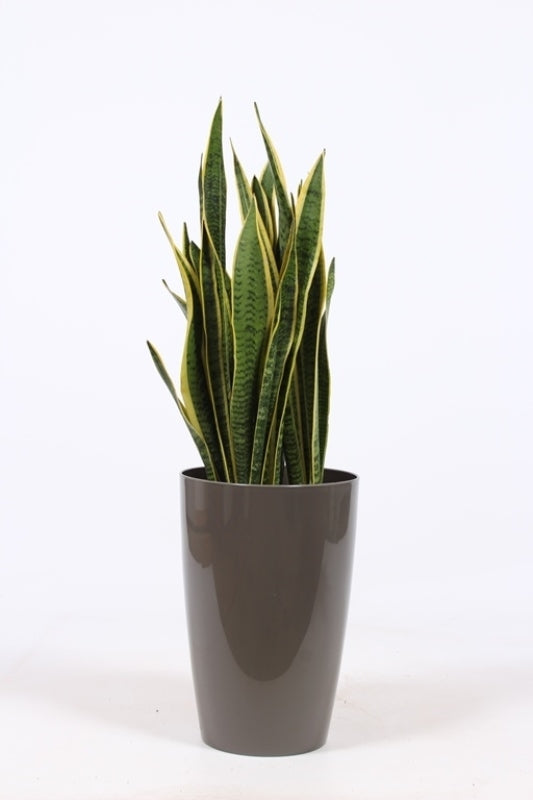 Sansevieria Laurentii 100cm 29cm Pot