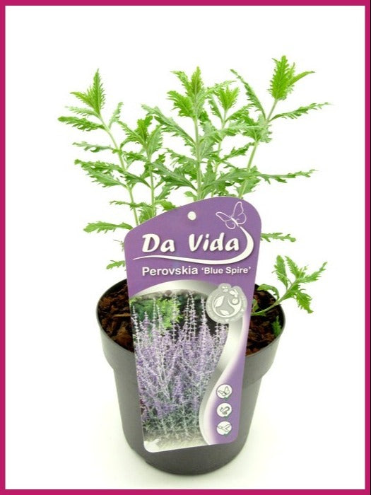 Perovskia Blue Spire 35cm 19cm Pot