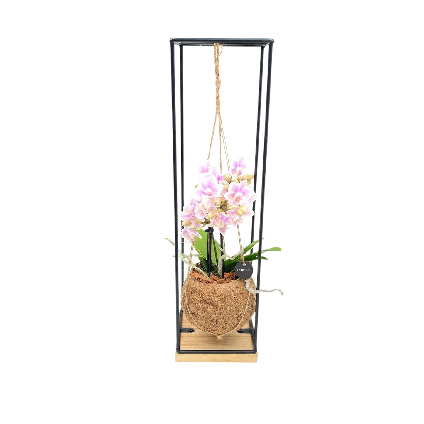 arr. Orchidee 48cm 12cm Pot