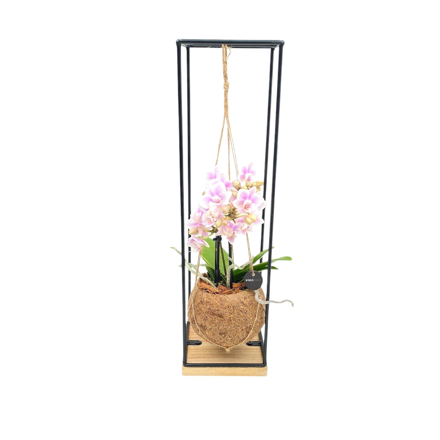 arr. Orchidee 48cm 12cm Pot