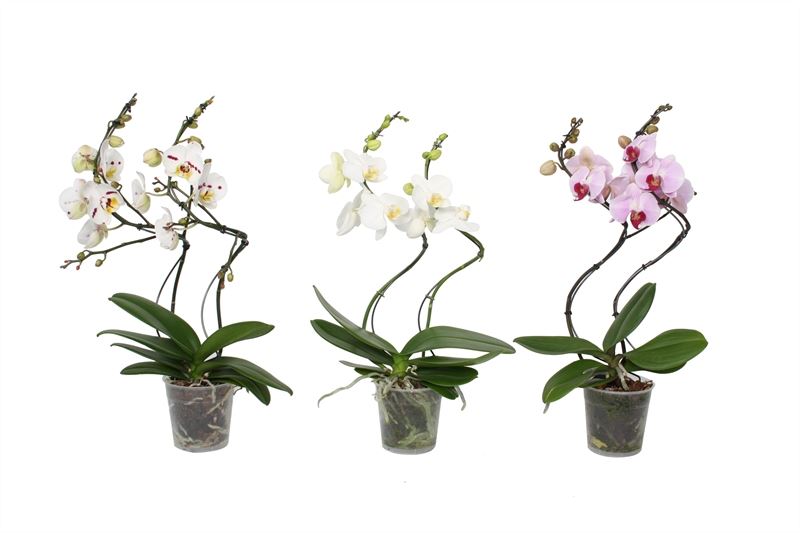 Phalaenopsis mix 55cm 12cm Pot