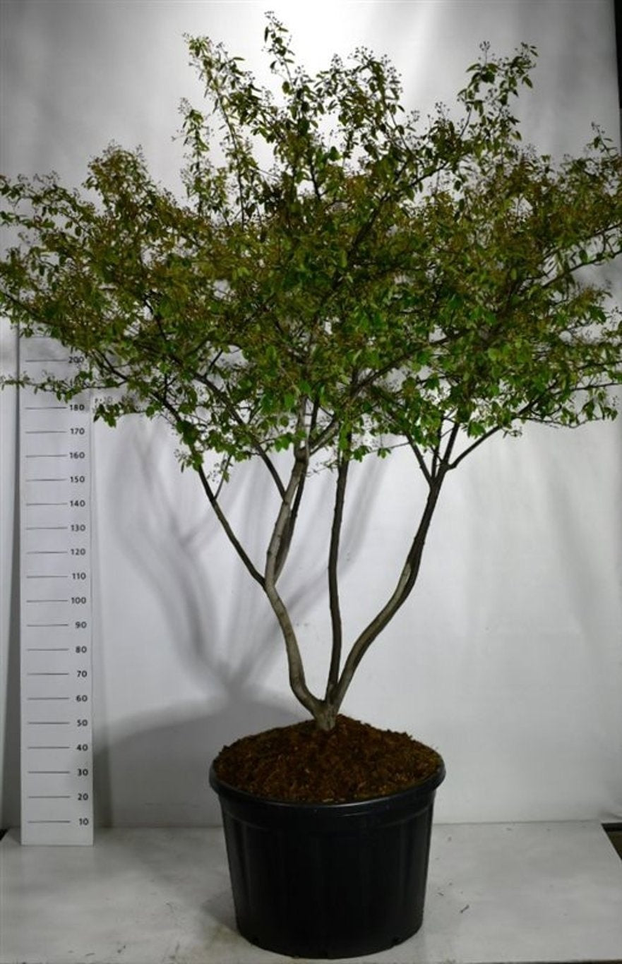 Amelanchier lamarckii 300cm 83cm Pot