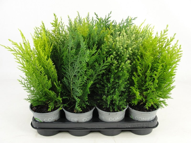 Bloemendaal, Fa.Kw. Conifer mix Pack of 11
