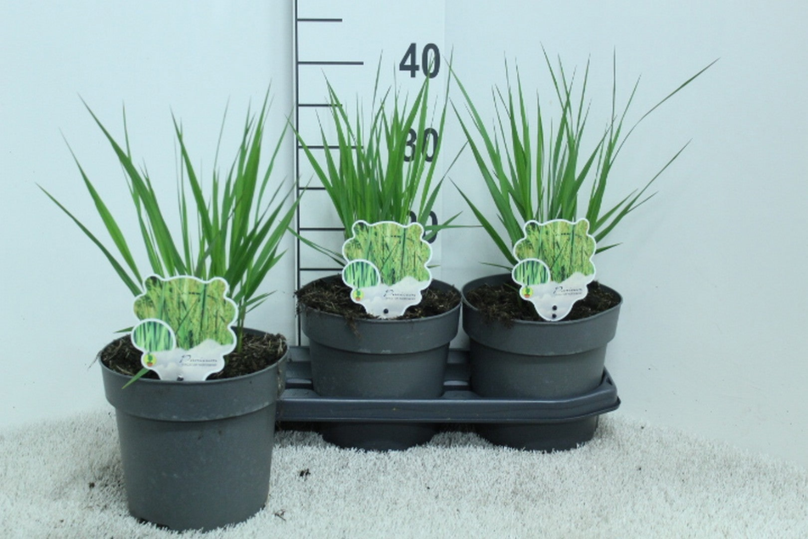 Panicum virgatum 40cm 19cm Pot