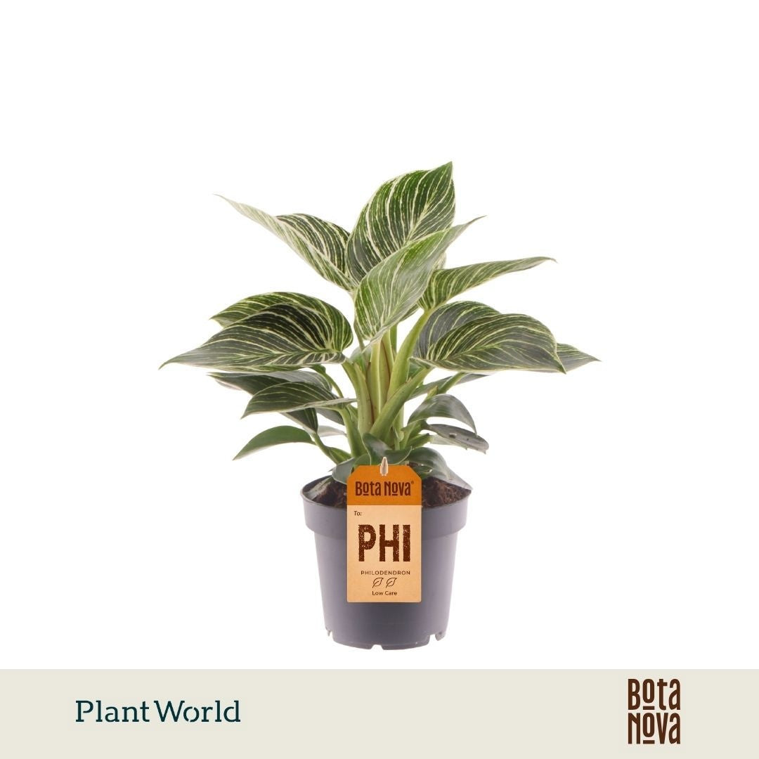 Philodendron Birkin 30cm 12cm Pot