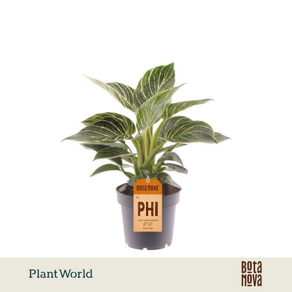 Philodendron Birkin 30cm 12cm Pot