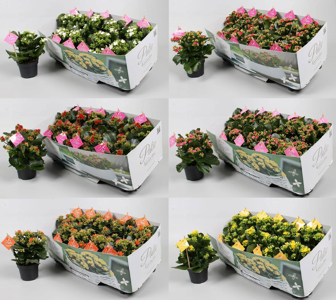 Kalanchoe mix 22cm 10.5cm Pot