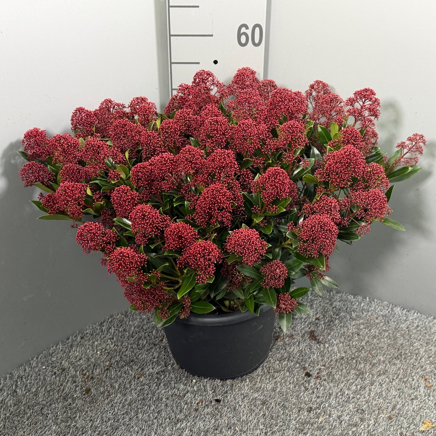 Skimmia japonica Rubesta Jos 50cm 31cm Pot