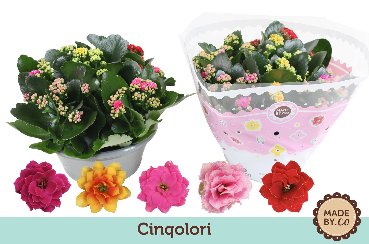 SV.CO Kalanchoe carnaval Pack of 3