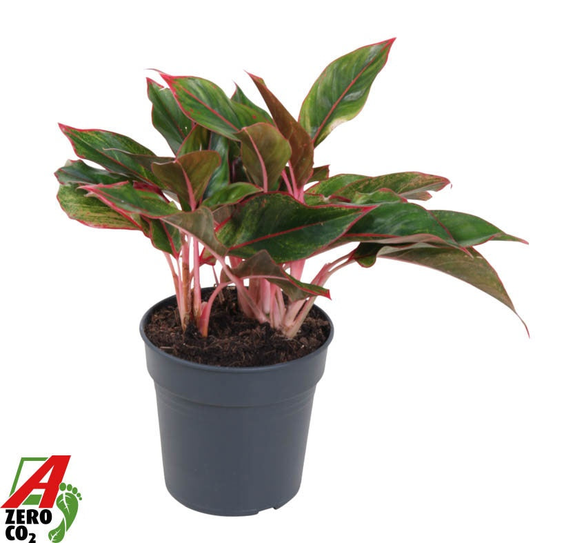 Aglaonema Hybrid 60cm 19cm Pot