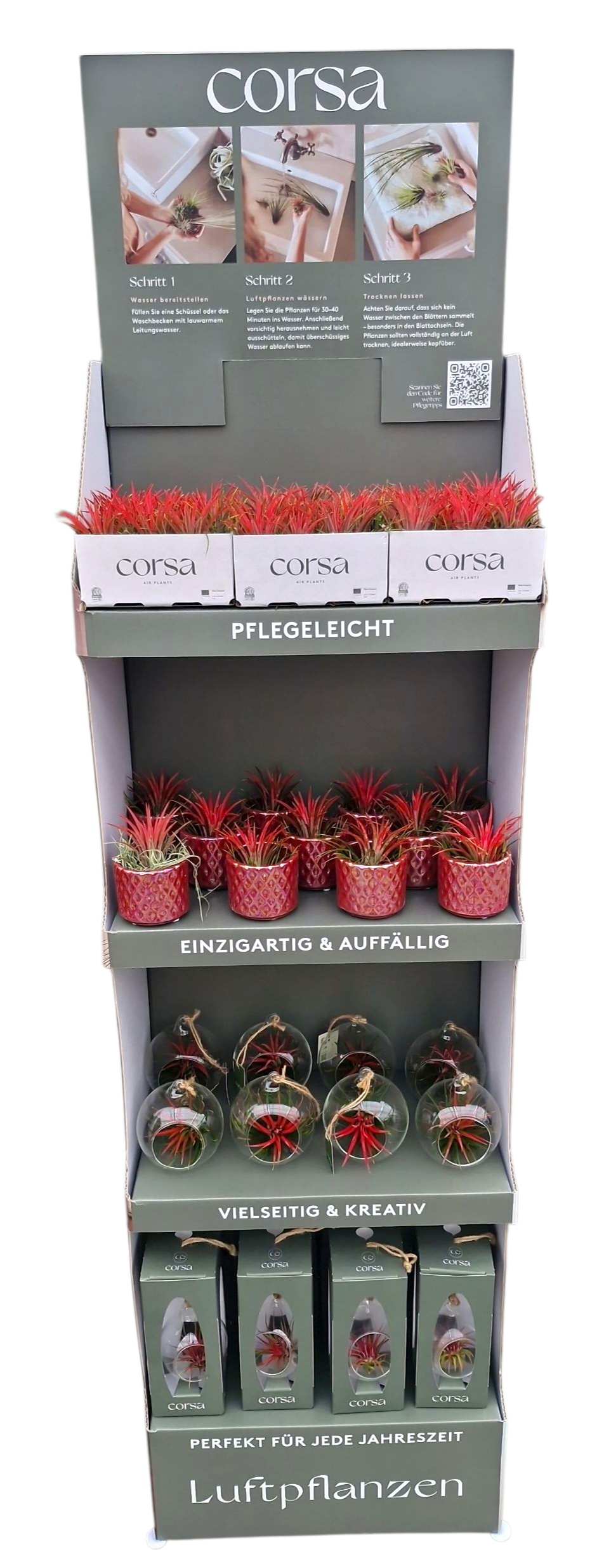 Tillandsia cyanea 40cm Pot