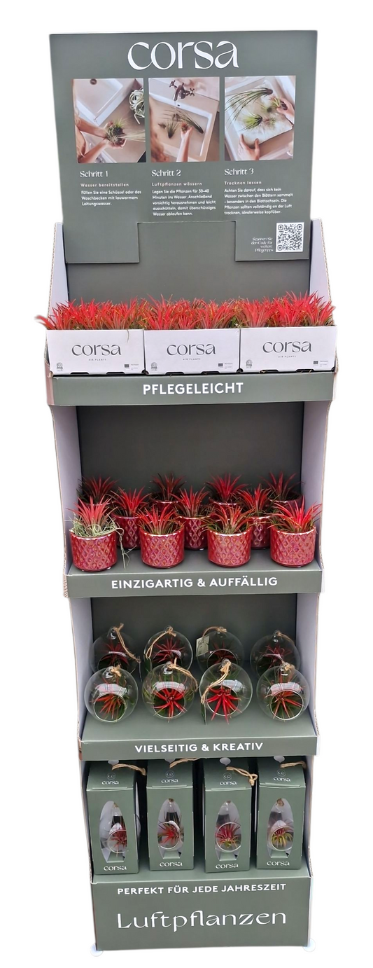 Tillandsia cyanea 40cm Pot