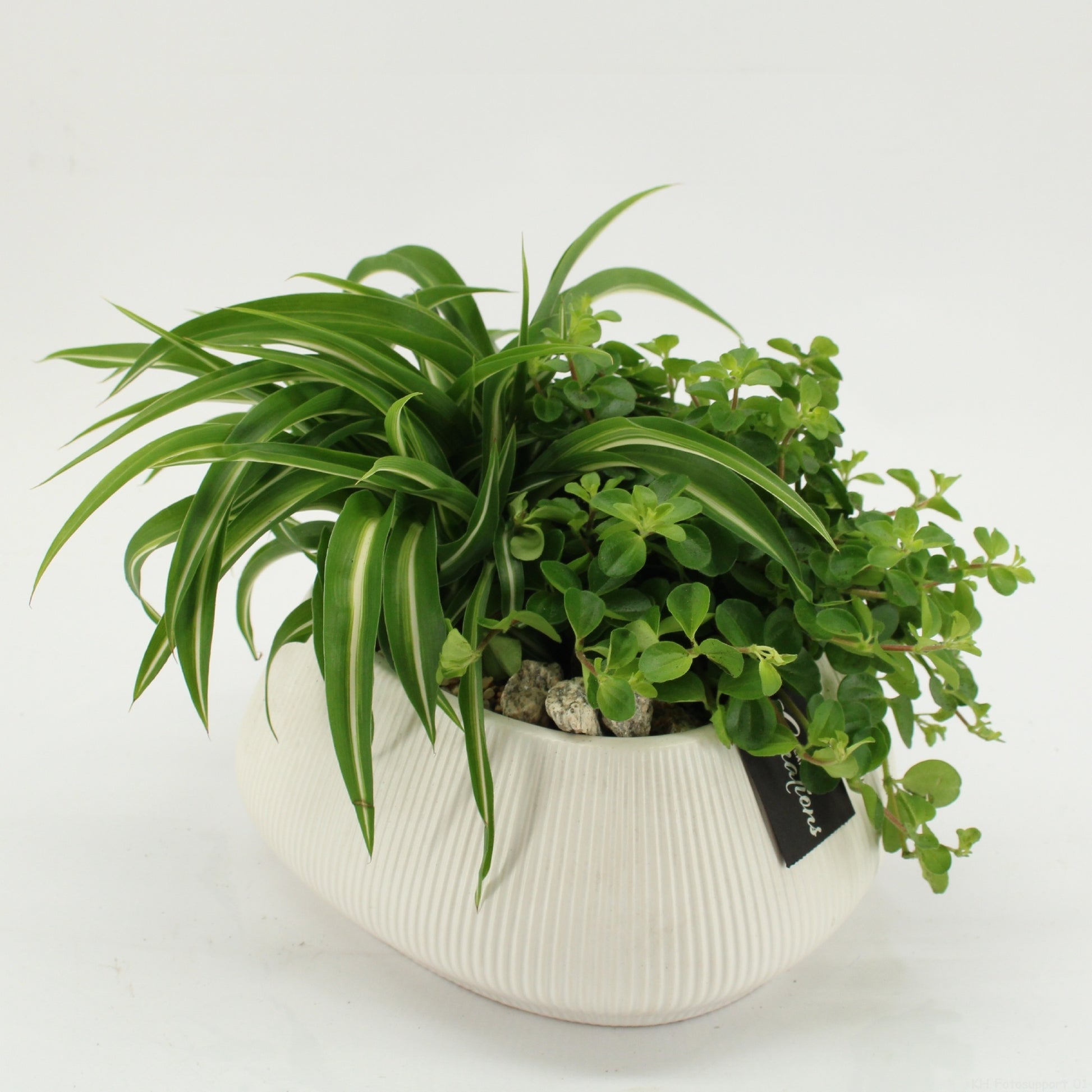 GRCR-2636 Green Essentials 20cm 24cm Pot