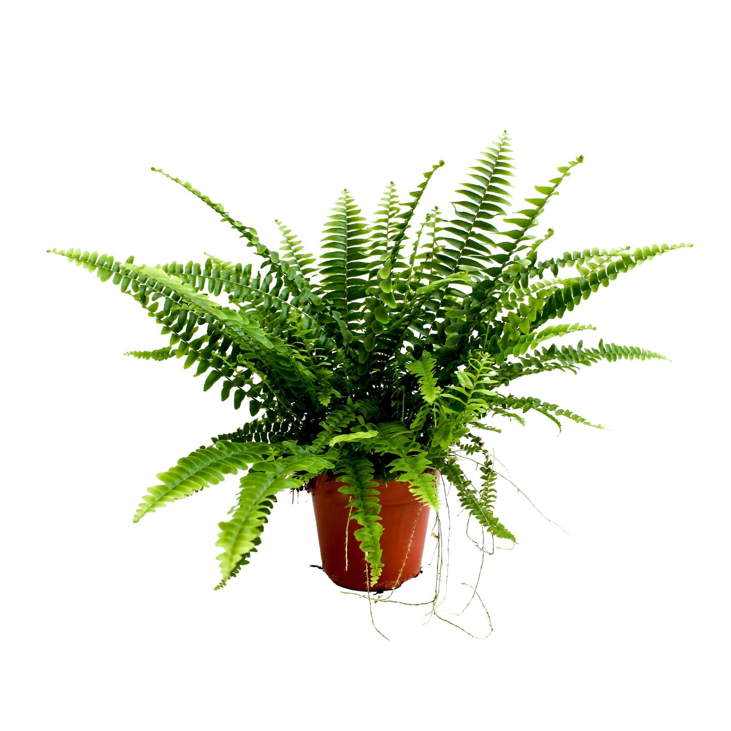 Nephrolepis Green Lady 35cm 12cm Pot