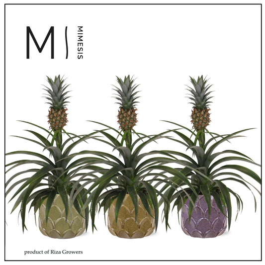 Ananas Mi Amigo 35cm 12cm Pot