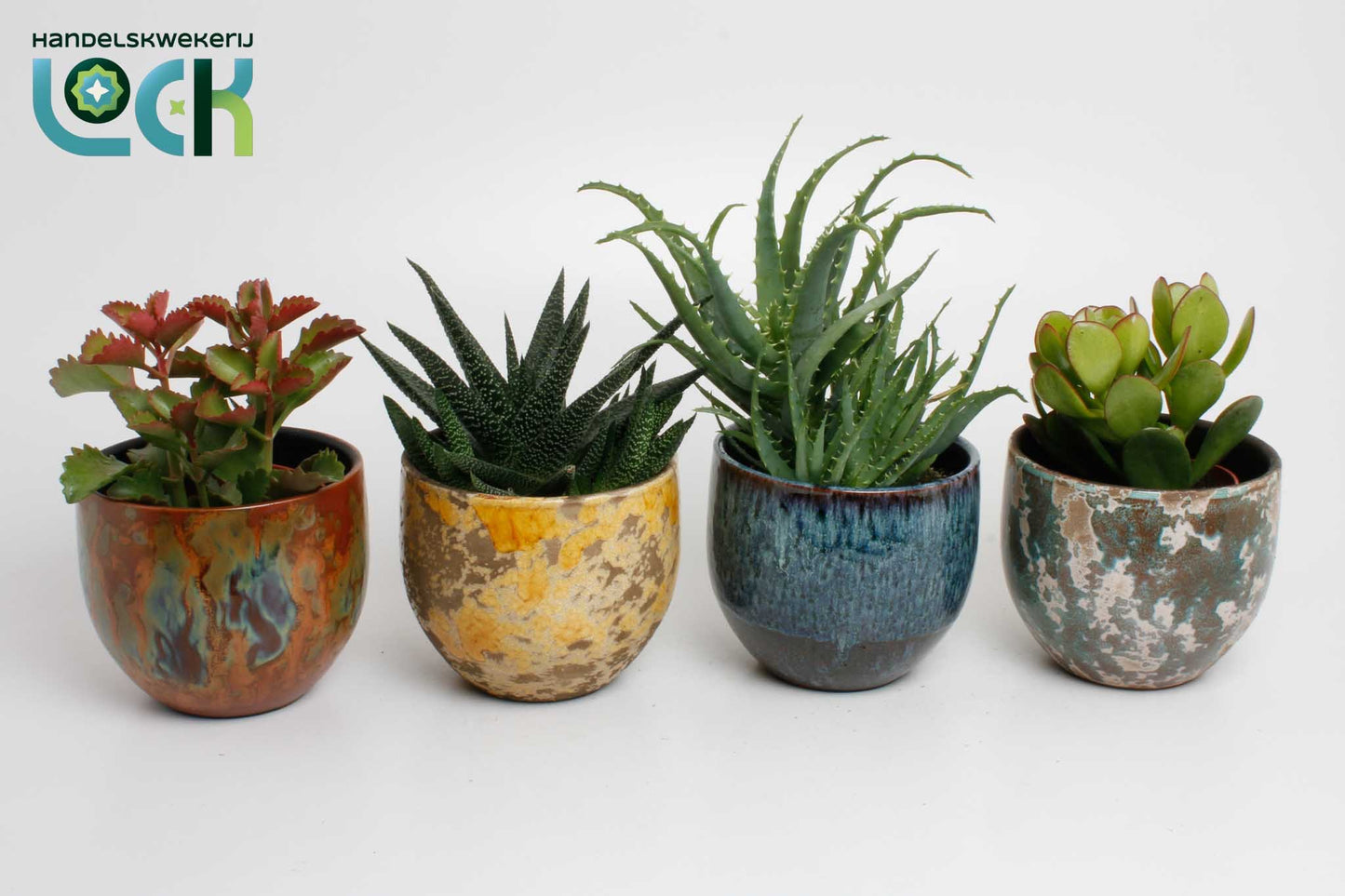 Succulent mix 22cm 12cm Pot