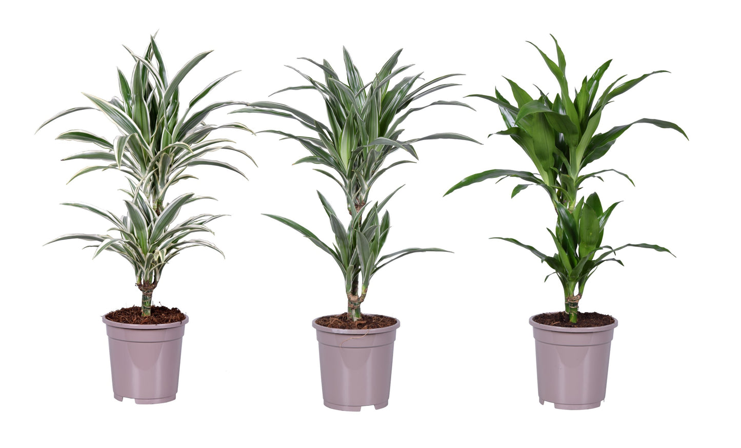Dracaena fragrans Deremensis mix 65cm 17cm Pot