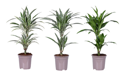Dracaena fragrans Deremensis mix 65cm 17cm Pot