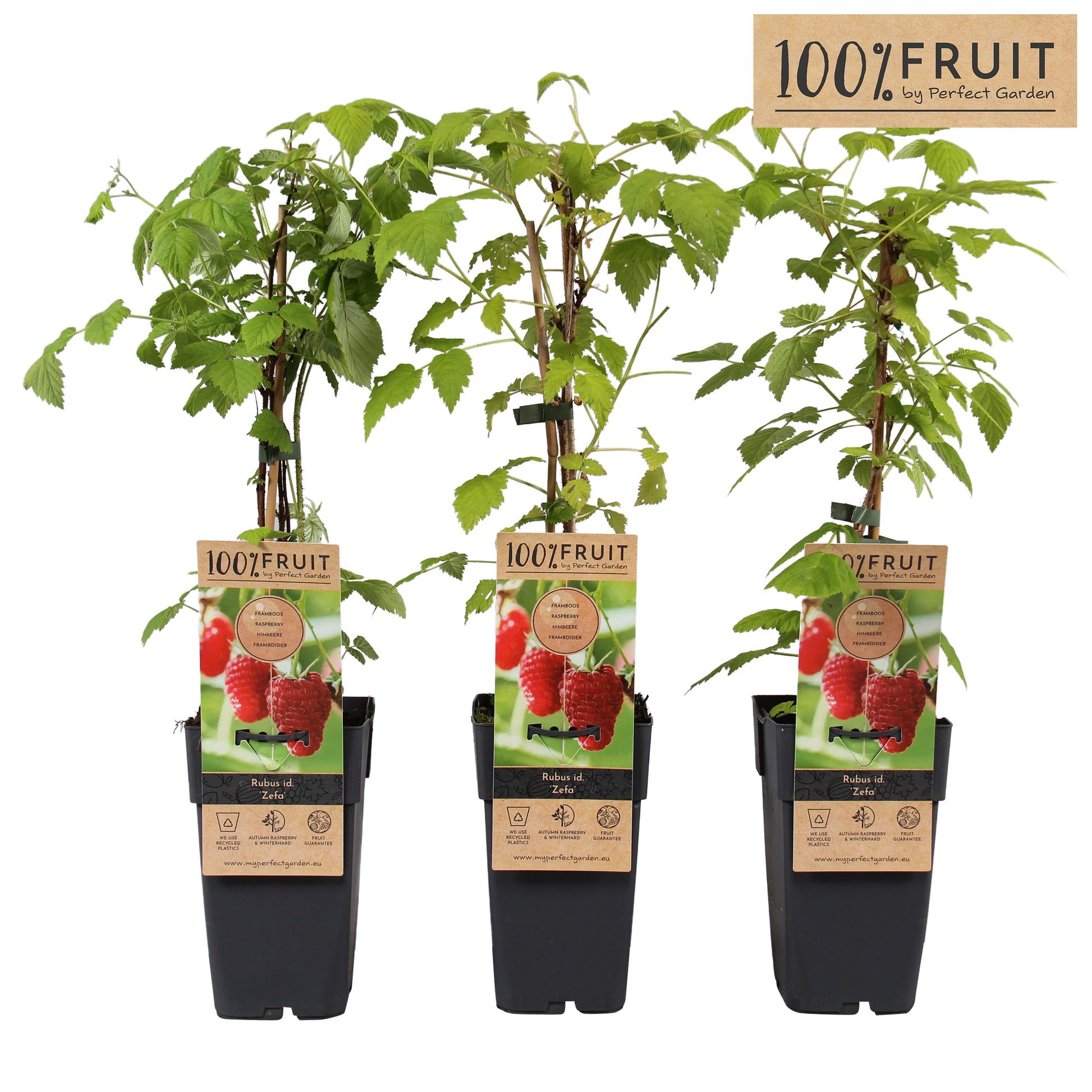 Rubus Zefa Herbsternte (Raspberry) 65cm 15cm Pot