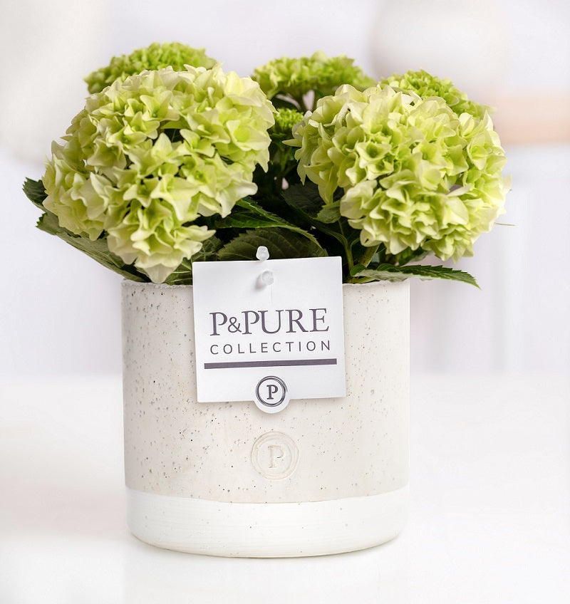 Hydrangea macr. Saxon Kleiner Winterberg 25cm 10cm Pot