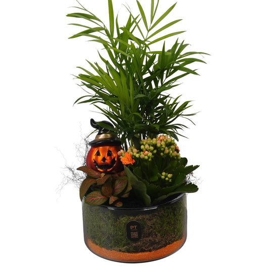 Indoor arrangement 27cm 14cm Pot