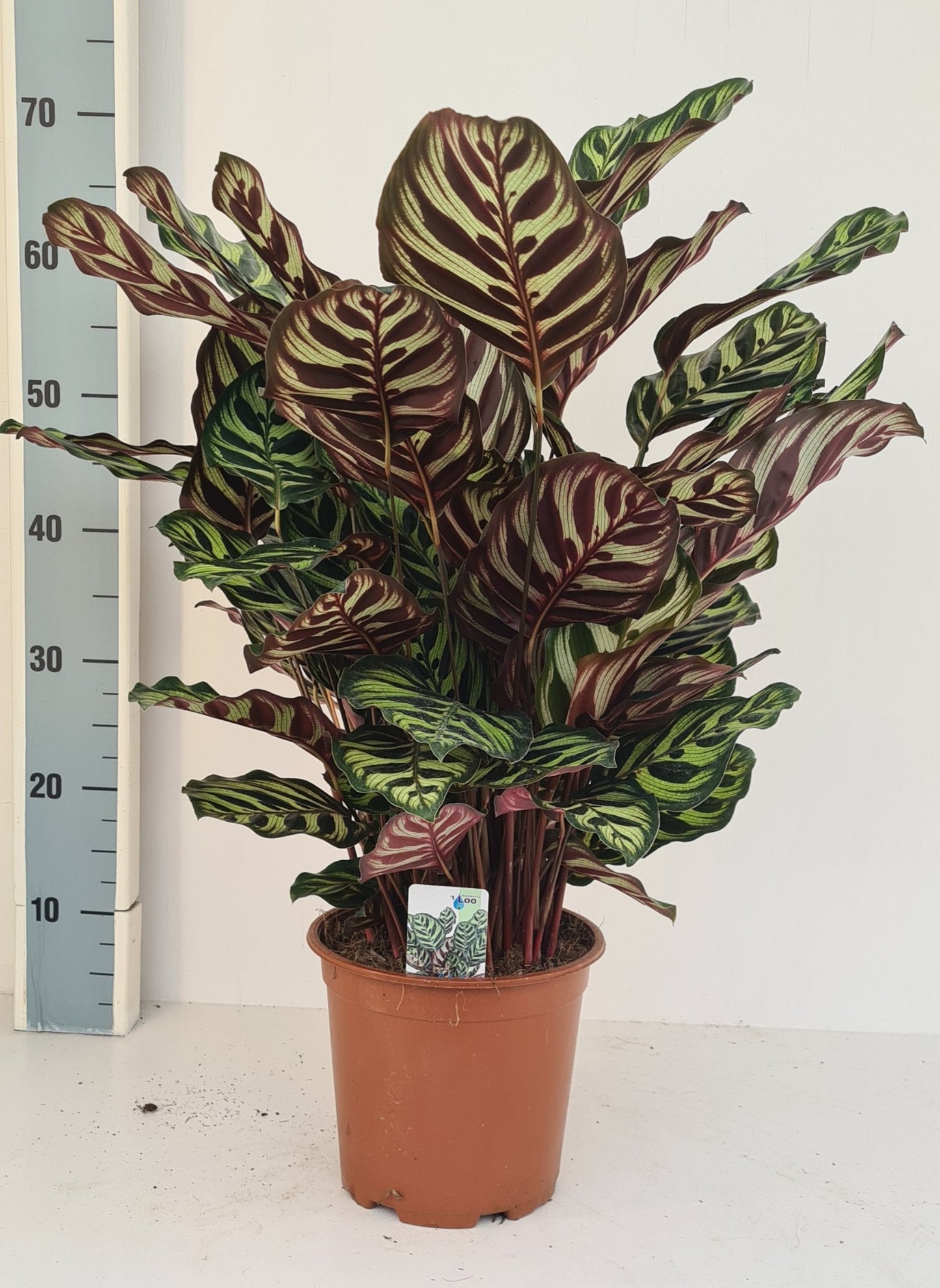 Calathea makoyana 65cm 19cm Pot