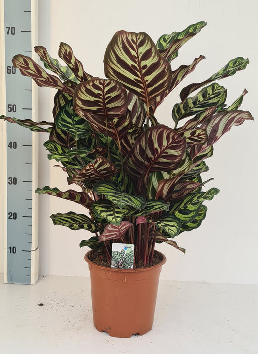 Calathea makoyana 65cm 19cm Pot