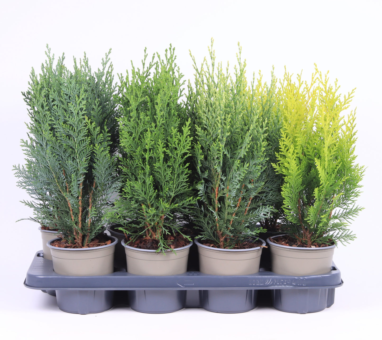 Chamaecyparis 35cm 13cm Pot