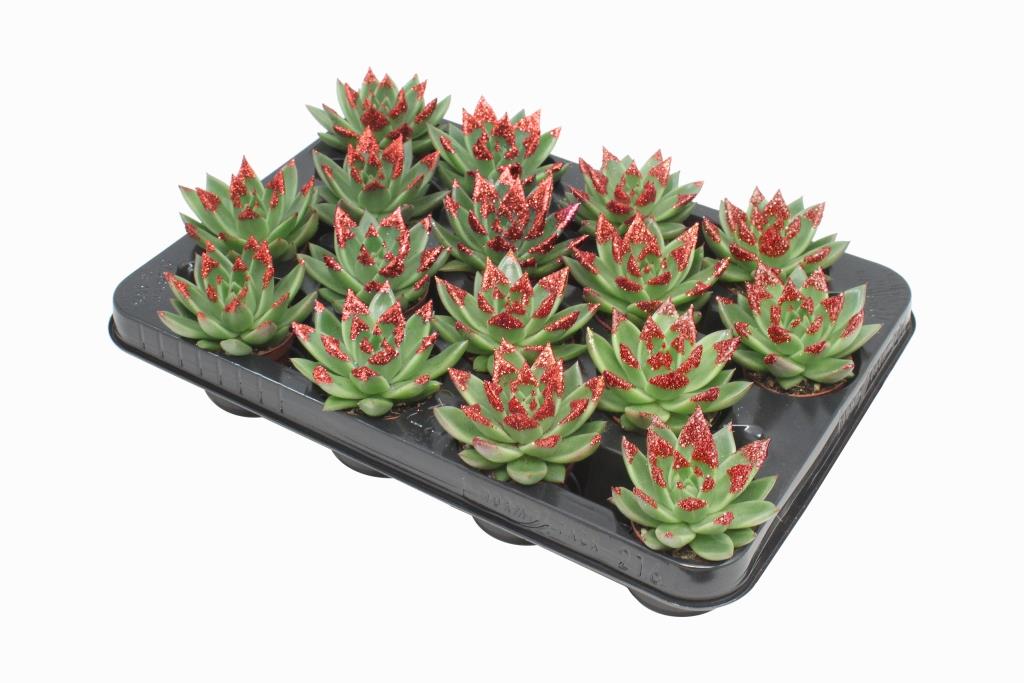 Echeveria Miranda 8cm 6cm Pot