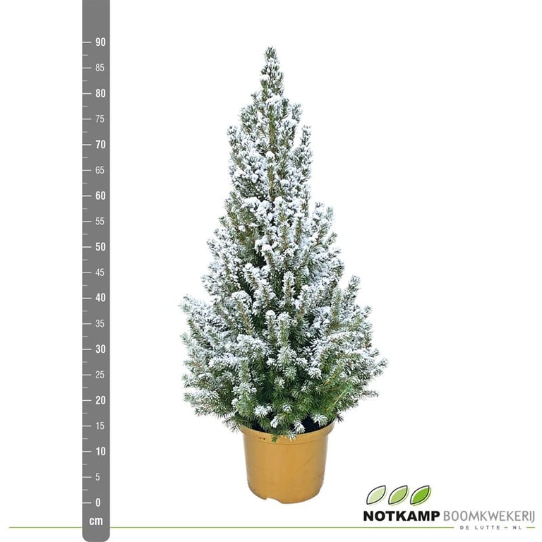Picea glauca Conica 80cm 23cm Pot