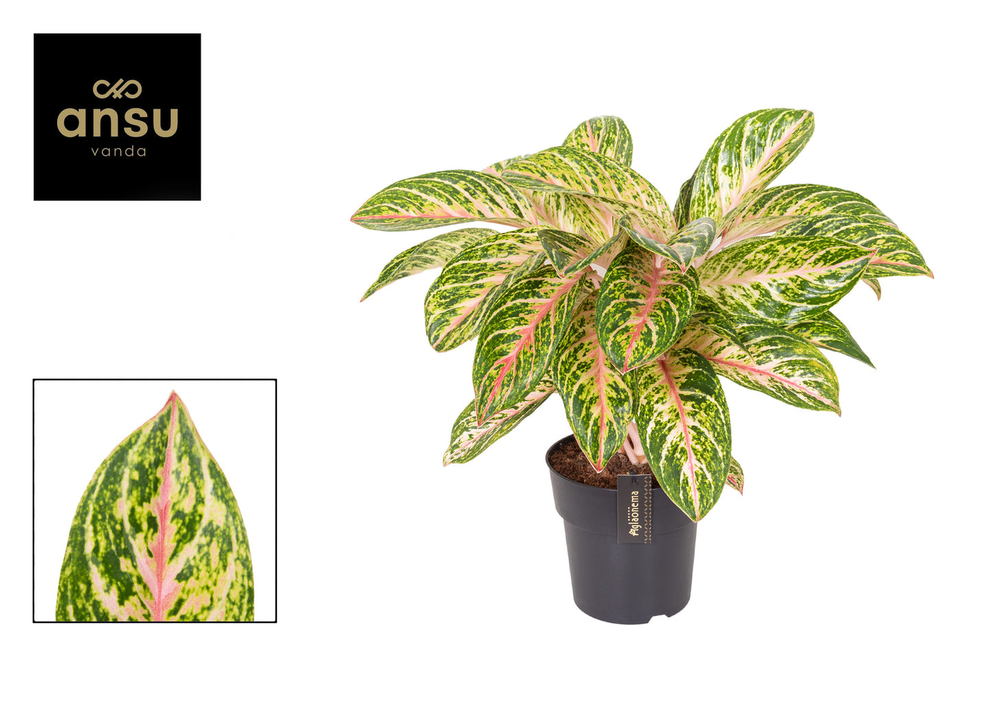 Aglaonema Coco melon 50cm 19cm Pot