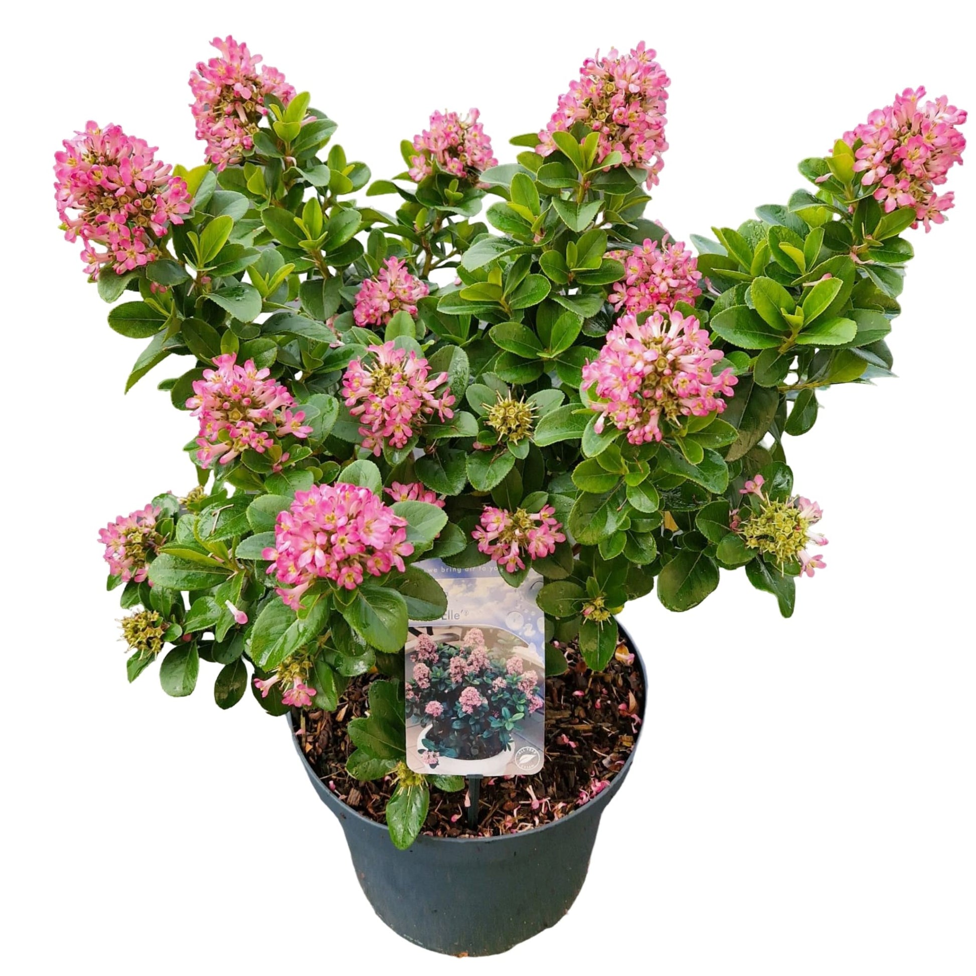 Escallonia Pink Elle 60cm 26cm Pot