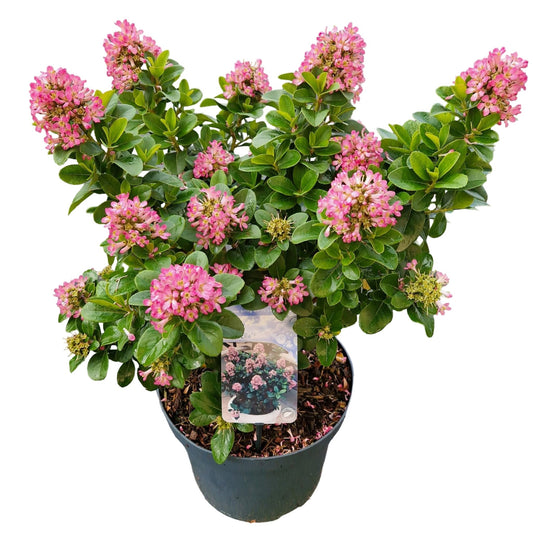 Escallonia Pink Elle 60cm 26cm Pot