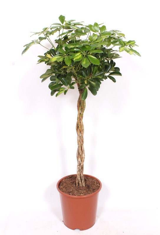 Schefflera Gold Capella 110cm 27cm Pot