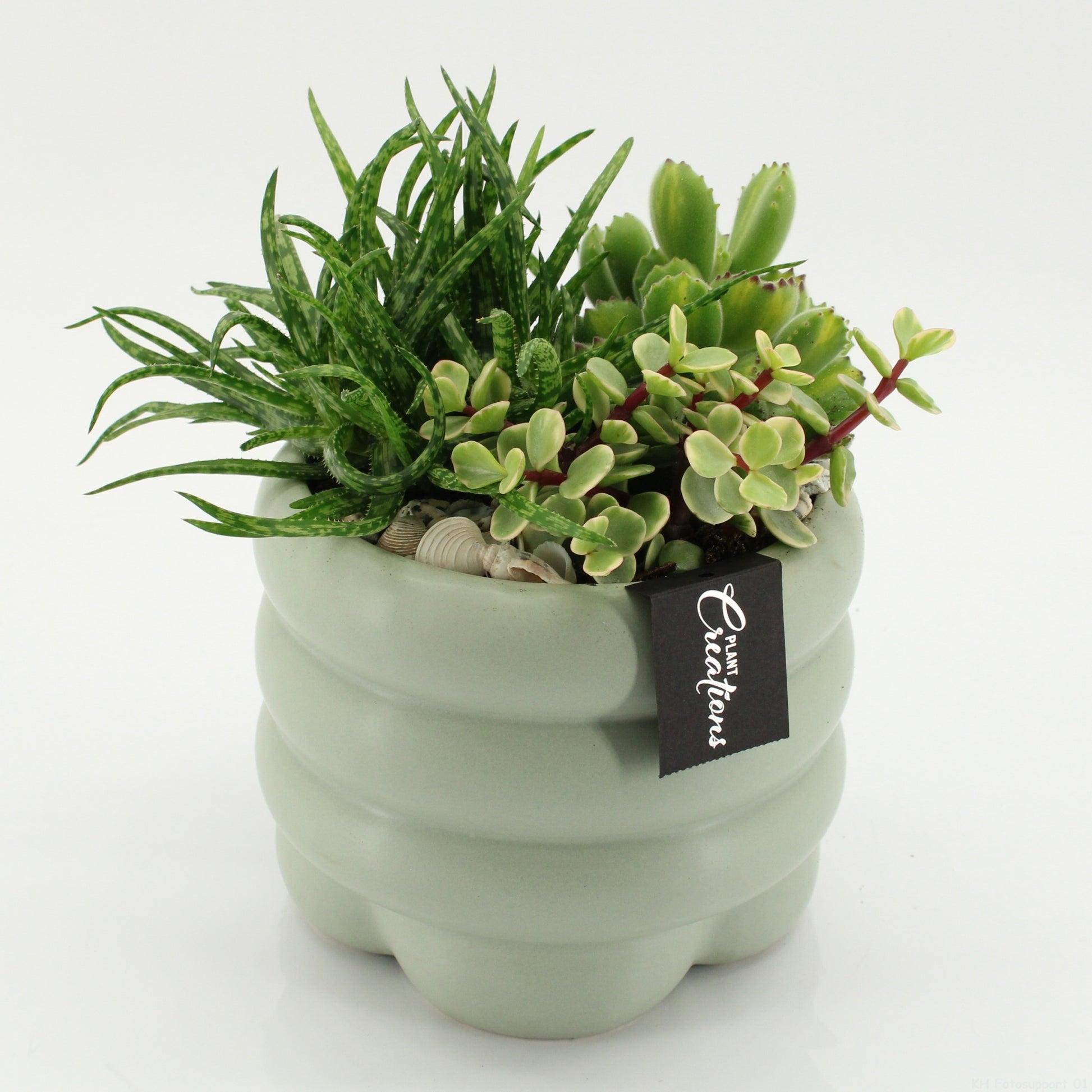 Indoor green arrangement 25cm 18cm Pot