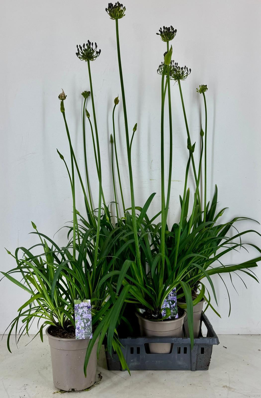 Agapanthus Poppin Star 100cm 22cm Pot