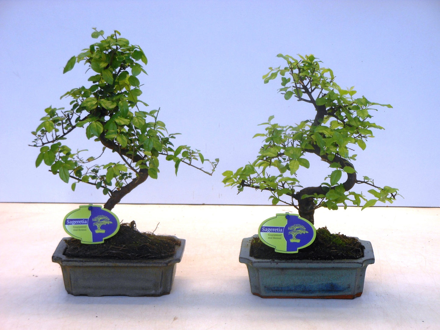 Sageretia Bonsai 35cm 20cm Pot