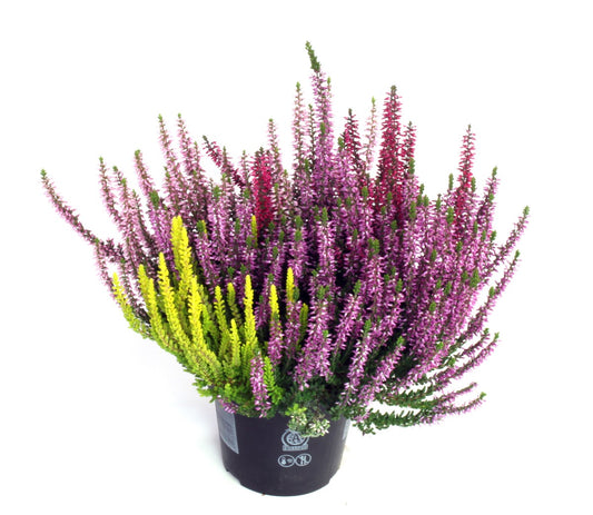 Calluna Beauty Ladies quattro 20cm 13cm Pot