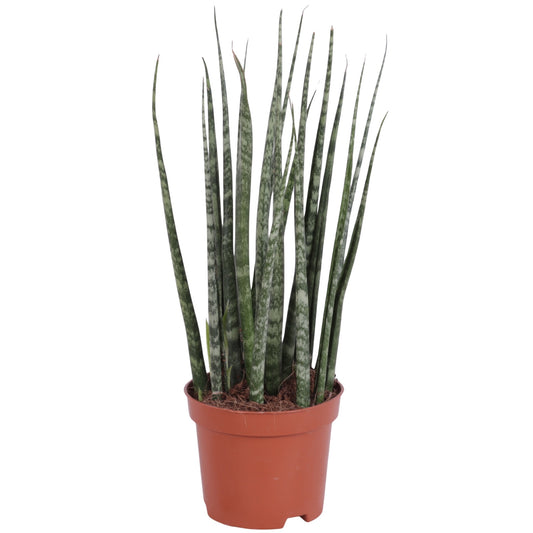 Sansevieria 30cm 9cm Pot