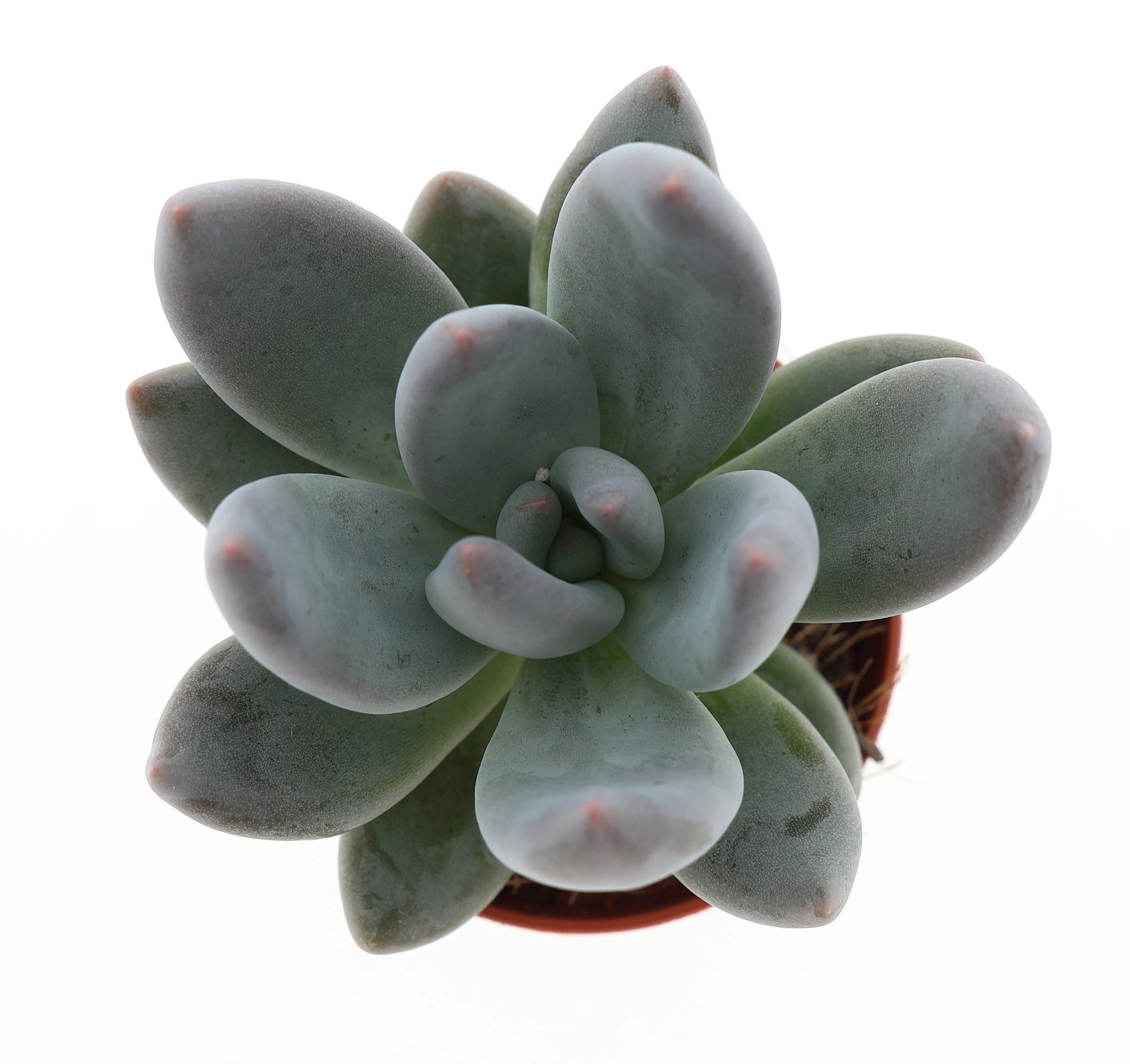 Pachyphytum dark red 6cm 505cm Pot