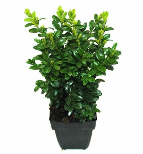 Buxus sempervirens ball 40cm 11cm Pot