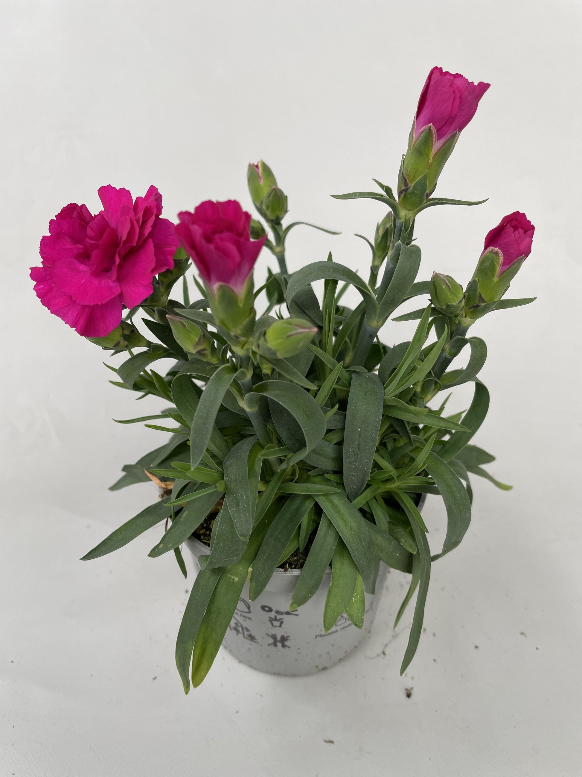 Dianthus Super Trouper Amy 20cm 9cm Pot