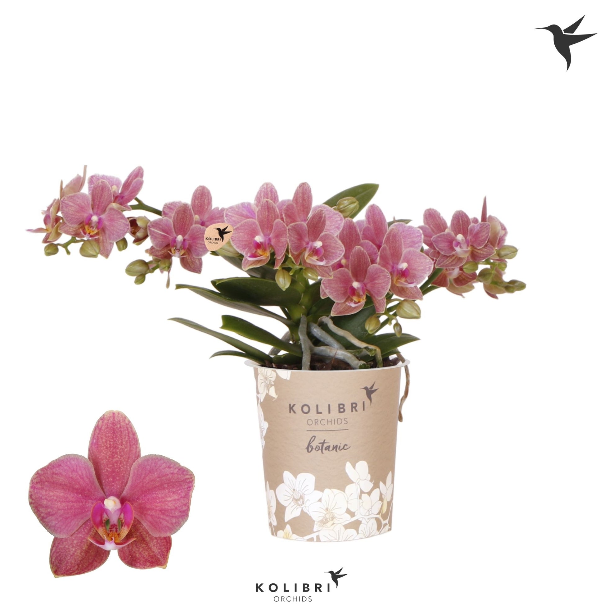 Phalaenopsis mf. Botanic 35cm 9cm Pot
